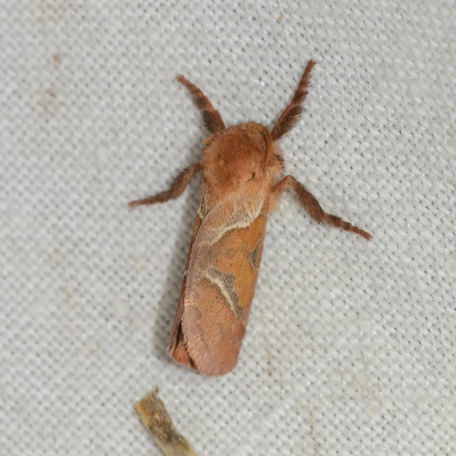 Triodia sylvina - kis gyökérrágólepke