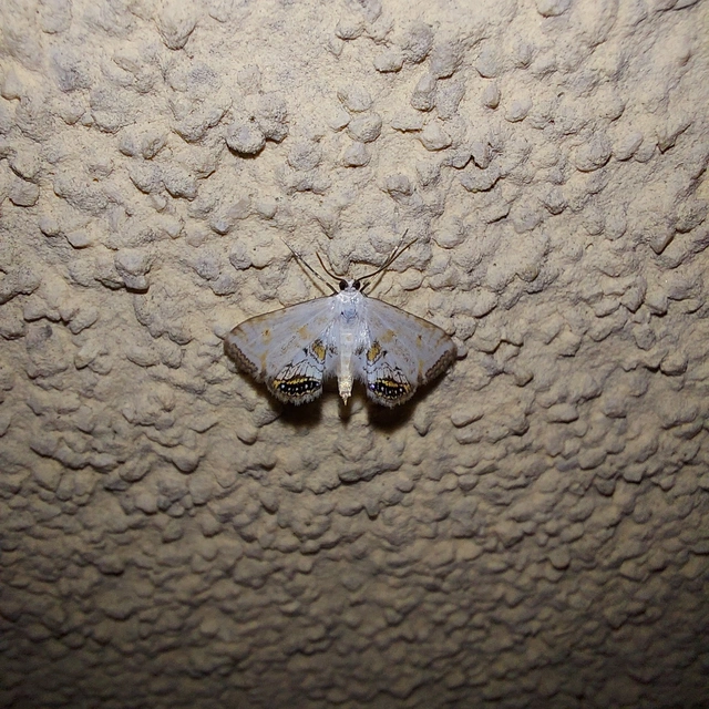 Cataclysta lemnata - békalencsemoly