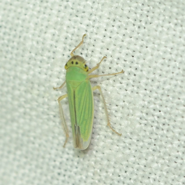 Cicadella viridis - méregzöld kabóca