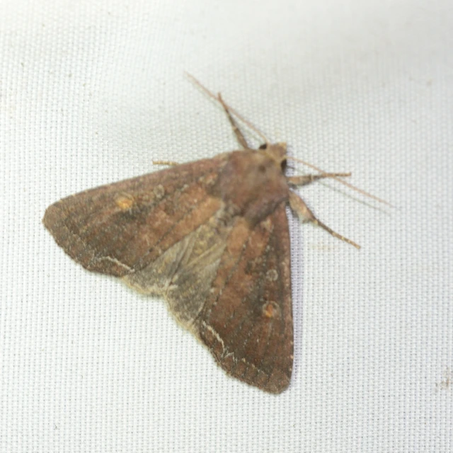 Lacanobia oleracea - saláta-kertibagoly