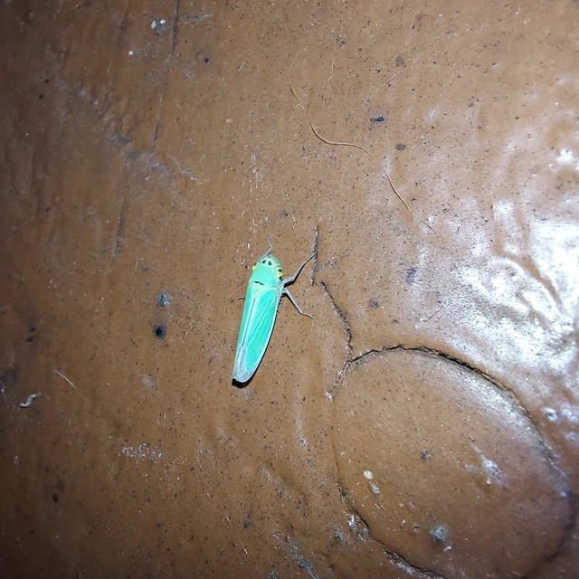Cicadella viridis - méregzöld kabóca