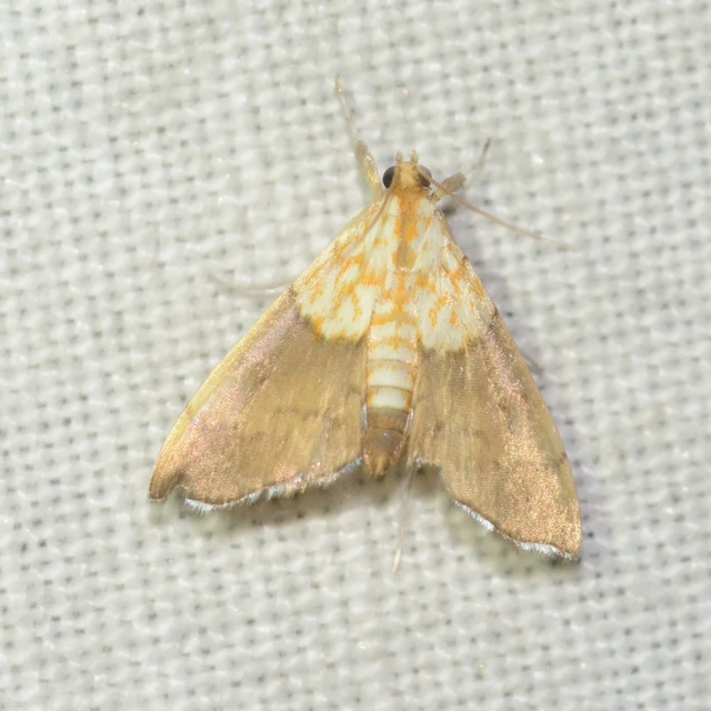 Agrotera nemoralis - ligeti tűzmoly