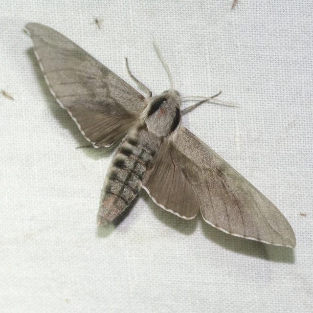 Hyloicus pinastri - fenyőszender