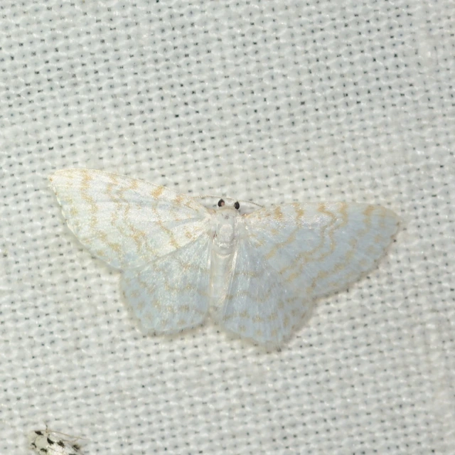 Asthena albulata - gyertyán-fehéraraszoló
