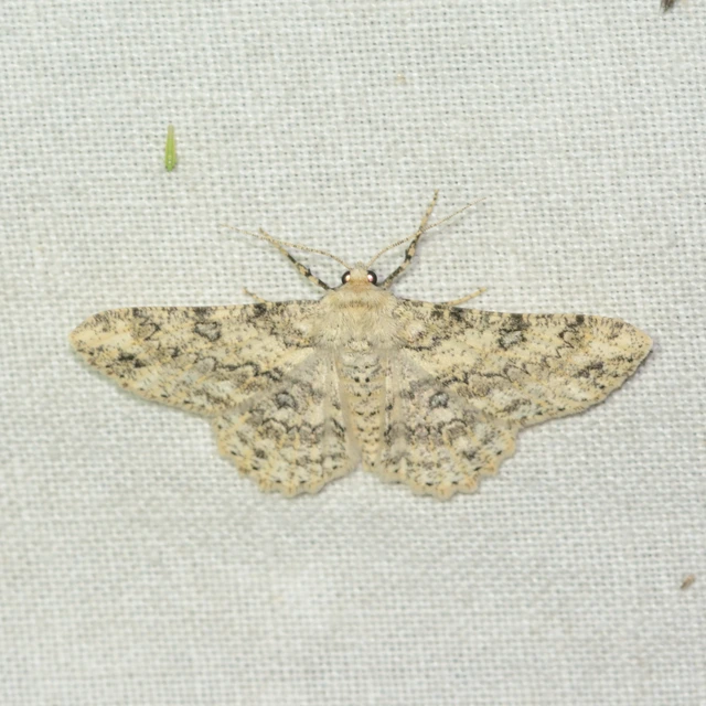 Ascotis selenaria - holdas faaraszoló