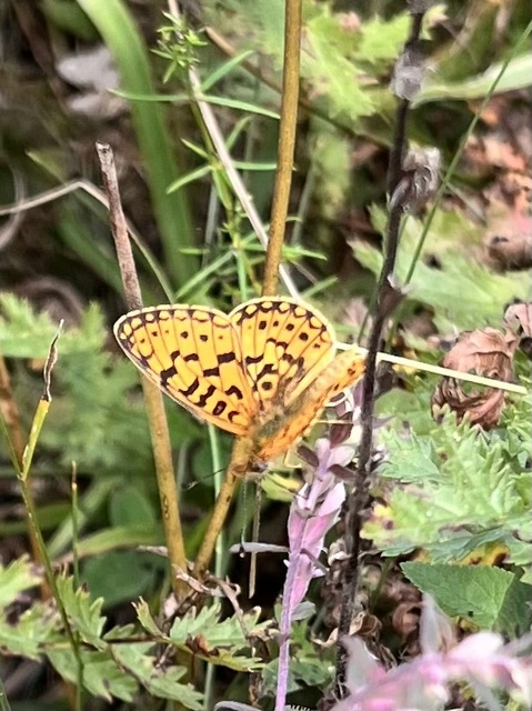 Boloria selene - fakó gyöngyházlepke