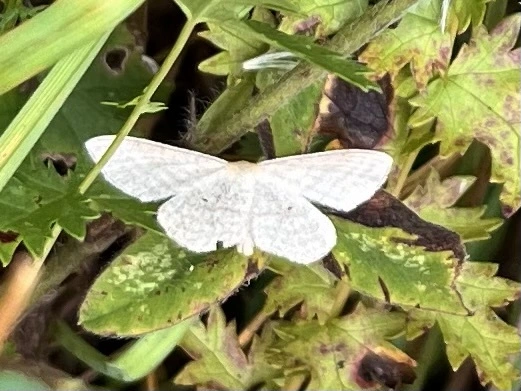 Scopula virgulata - vesszős sávosaraszoló