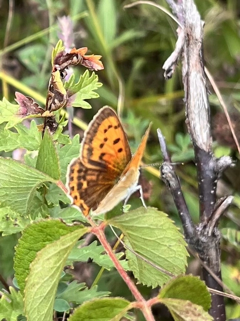 Lycaena virgaureae - arany-tűzlepke