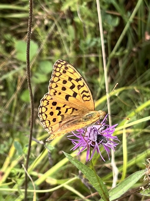 Argynnis adippe - ezüstös gyöngyházlepke