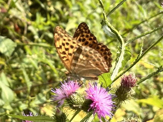 Argynnis paphia - nagy gyöngyházlepke