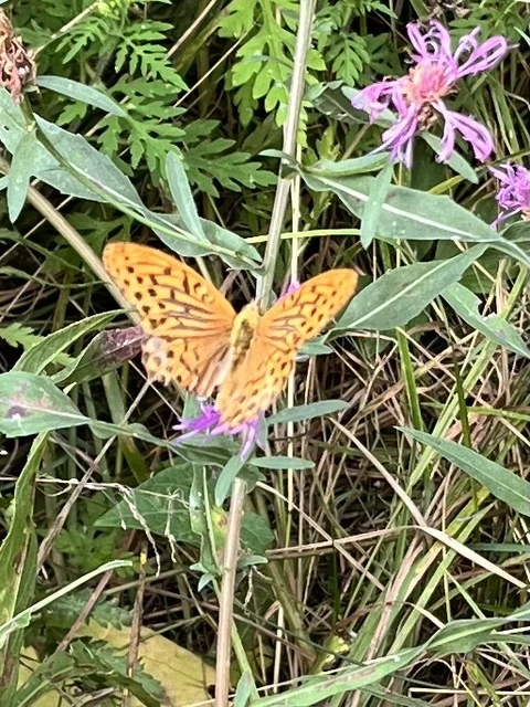 Argynnis paphia - nagy gyöngyházlepke