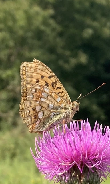 Argynnis adippe - ezüstös gyöngyházlepke