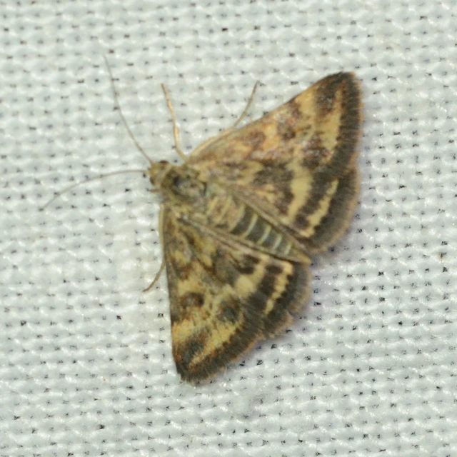 Pyrausta despicata - réti bíbormoly