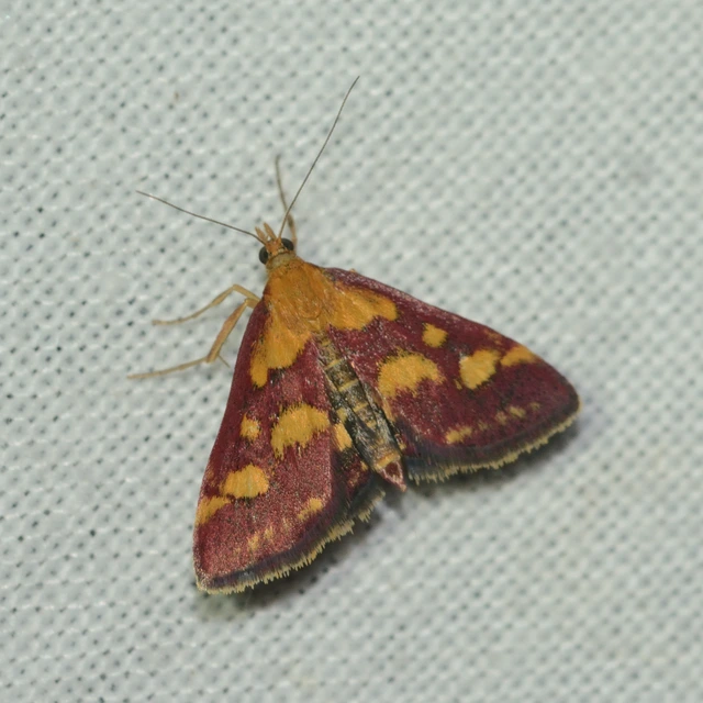 Pyrausta purpuralis - közönséges bíbormoly