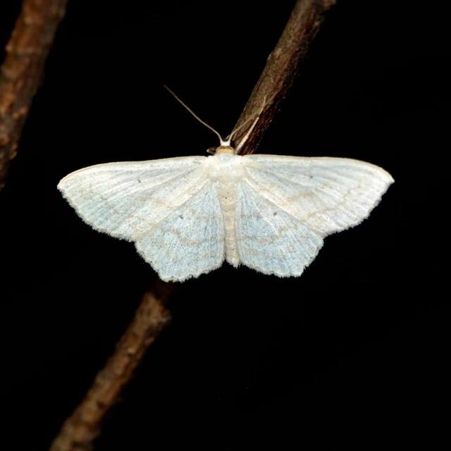 Scopula nigropunctata - feketepettyes araszoló