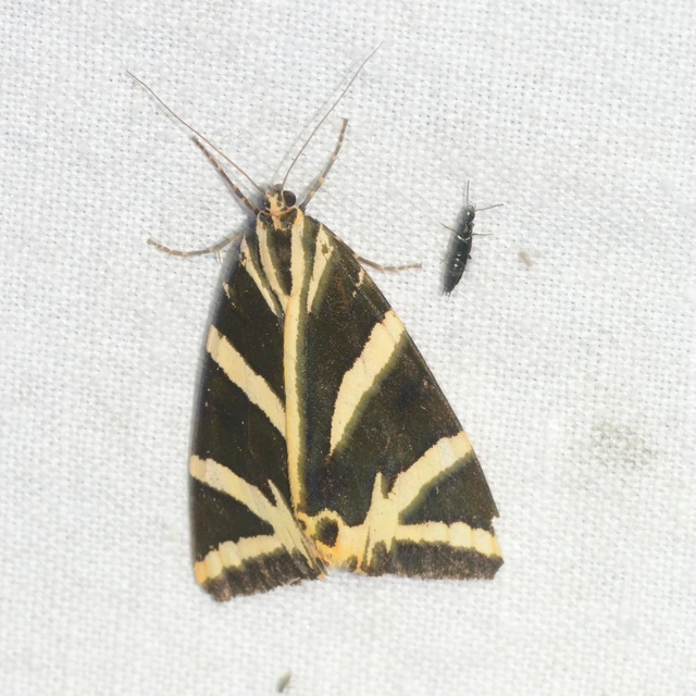 Euplagia quadripunctaria - csíkos medvelepke