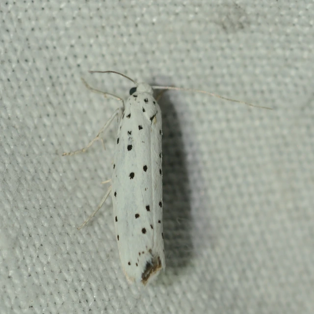 Yponomeuta cagnagella - pókhálós kecskerágómoly
