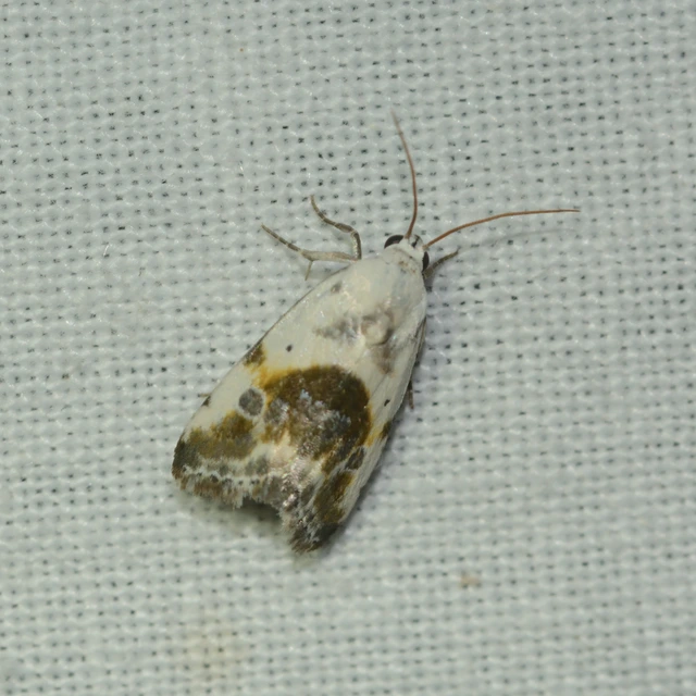 Ponometia candefacta - parlagfűbagoly