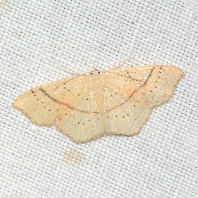 Cyclophora punctaria - sávos pettyesaraszoló