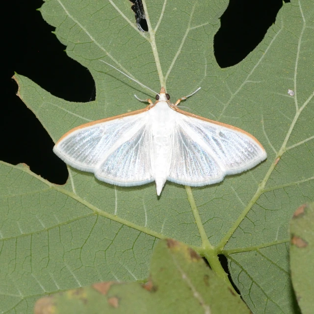 Palpita vitrealis - hófehér tűzmoly