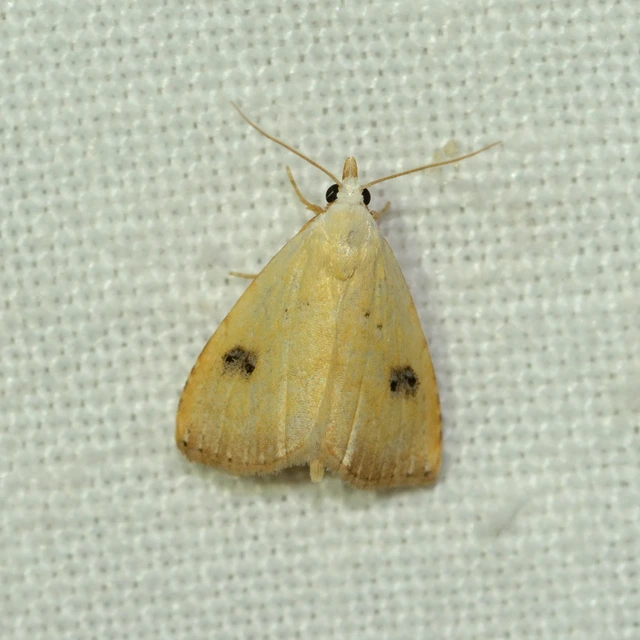 Rivula sericealis - selymes lórombagoly