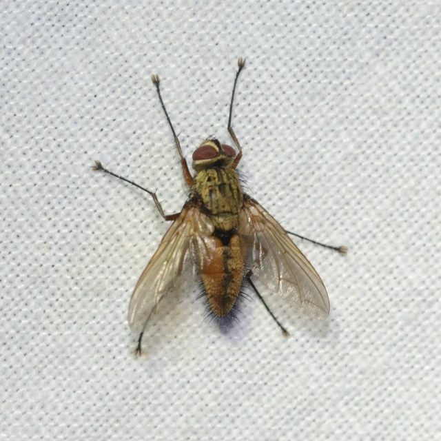 Dexiinae