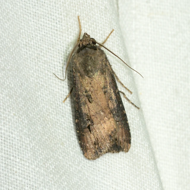 Agrotis ipsilon - nagy földibagoly