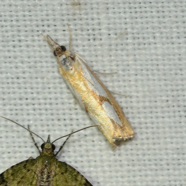 Catoptria