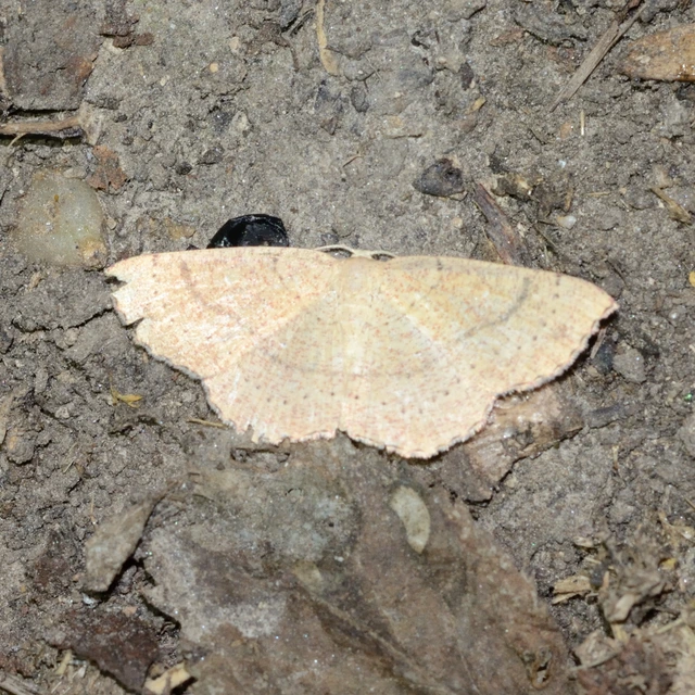 Cyclophora ruficiliaria - vörösrojtú pettyesaraszoló
