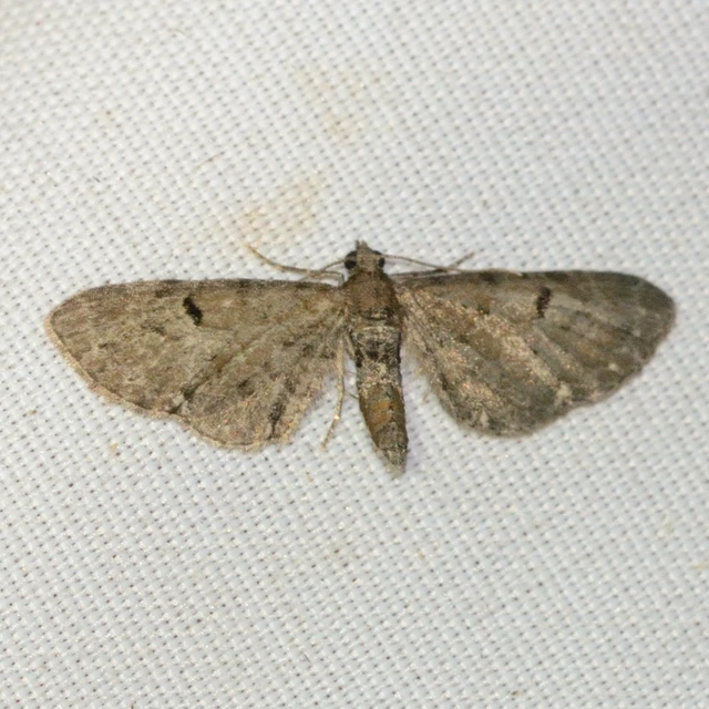 Eupithecia absinthiata - üröm-törpearaszoló