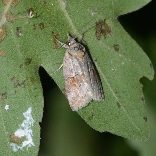 Nycteola asiatica - nyárfa-trapézbagoly