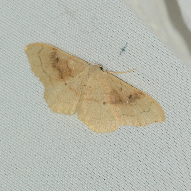 Idaea rubraria - vörössávos araszoló