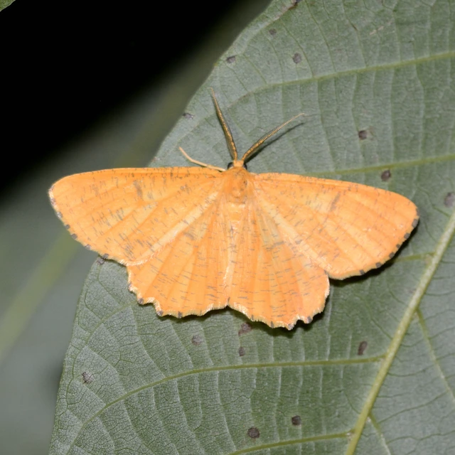 Angerona prunaria - sárga kökényaraszoló