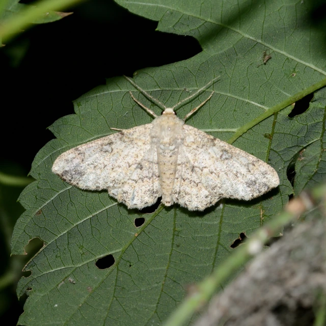 Ascotis selenaria - holdas faaraszoló