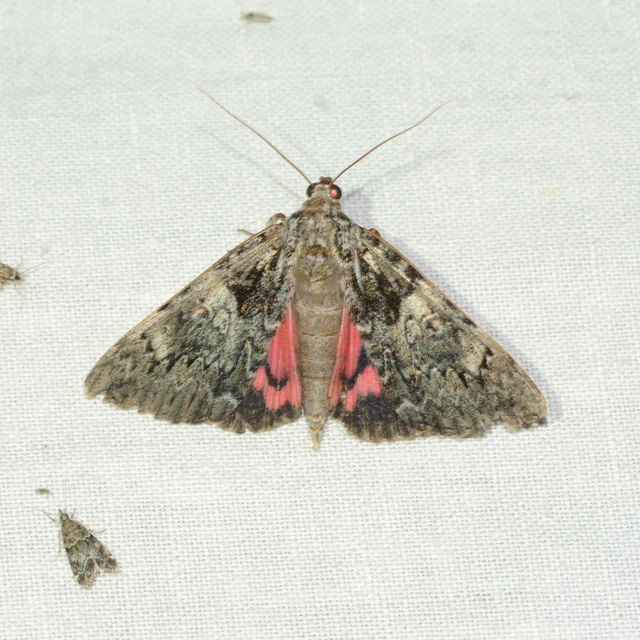 Catocala promissa - kis tölgyfa-övesbagoly