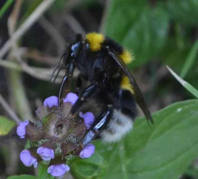 Bombus hortorum