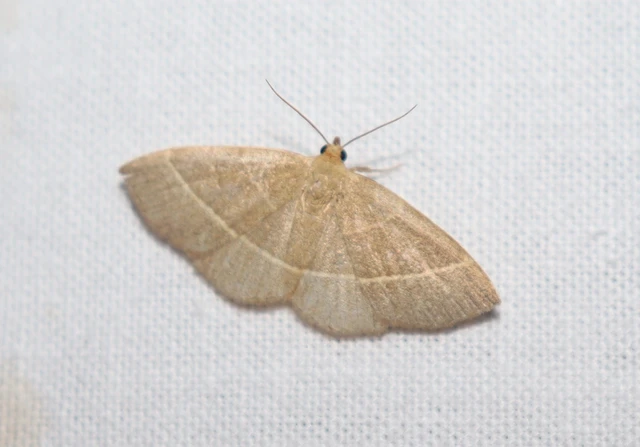 Trisateles emortualis - sárgacsíkos karcsúbagoly