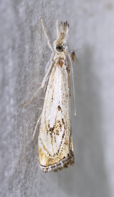 Catoptria falsella - hálós fűgyökérmoly
