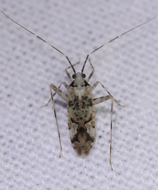 Phytocoris tiliae - hársfapoloska
