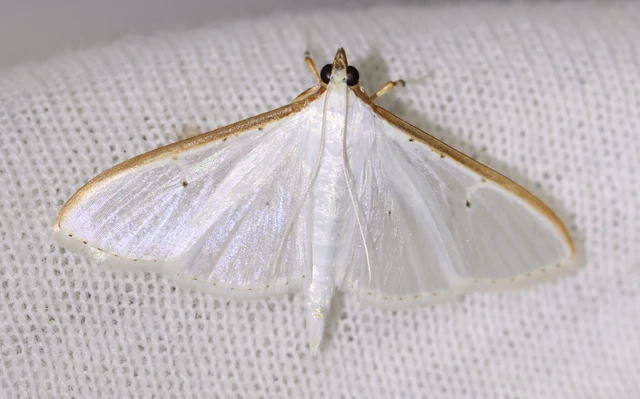 Palpita vitrealis - hófehér tűzmoly