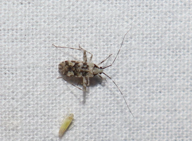 Phytocoris tiliae - hársfapoloska