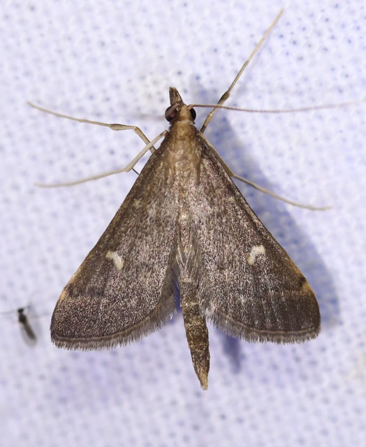 Dolicharthria punctalis - hosszúlábú tűzmoly