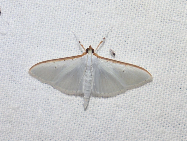 Palpita vitrealis - hófehér tűzmoly