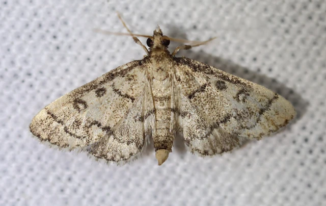 Metasia ophialis - kígyósávos tűzmoly