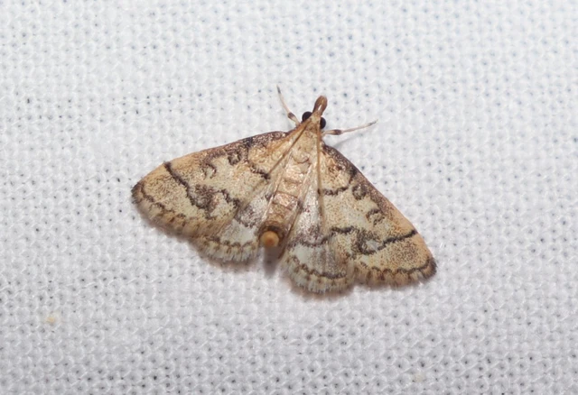 Metasia ophialis - kígyósávos tűzmoly