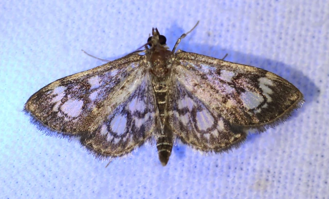 Anania coronata - koronás dudvamoly