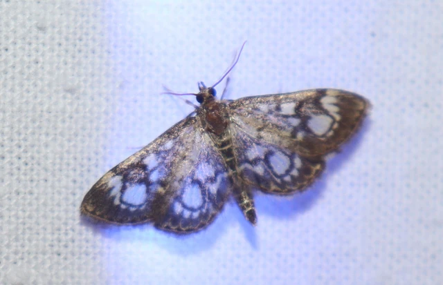 Anania coronata - koronás dudvamoly
