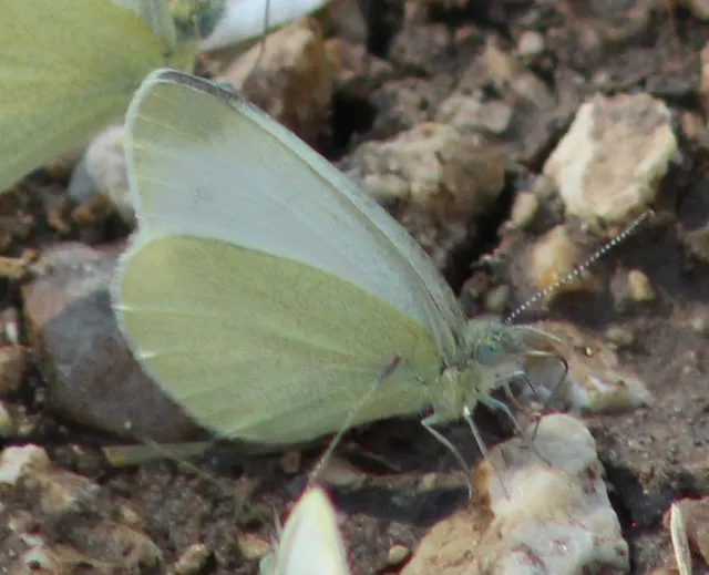 Pieris ergane - sziklai fehérlepke