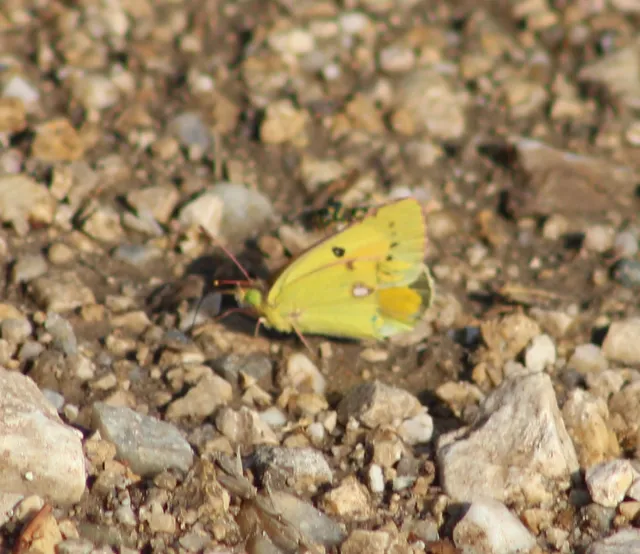 Colias chrysotheme - dolomit-kéneslepke