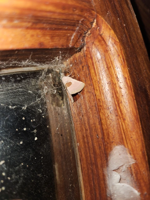 Calymma communimacula - pajzstetűfaló bagoly